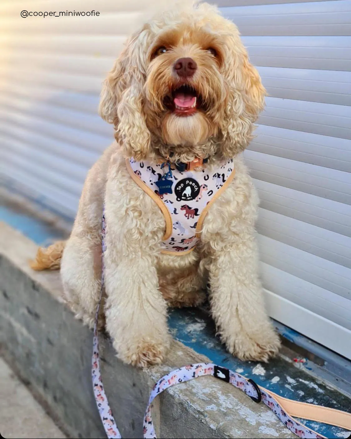 Lucky Horses Dog Harness