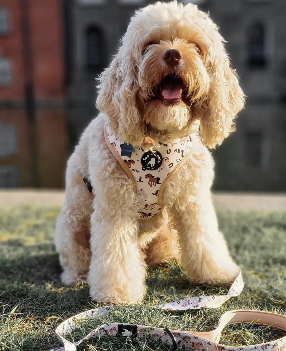 Lucky Horses Dog Harness